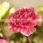 Cheap wholesale fresh cut flowers carnation