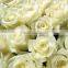 Export natural hot sale fresh cut white roseflowers