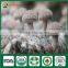 Edibal Mushroom Cultivation China Supplier Shiitake Mushroom Strain