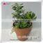 2015mini succulent bonsai pots