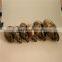 Best selling Amazing Beautiful Natural Pretty Ammonites skulls for wholesale