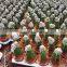 flowering succulent plants mexico cactus plant