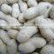 China roasted peanuts in shell