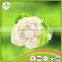 New crop grade A fresh cauliflower