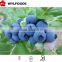 bulk organic Frozen IQF blueberry price