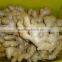 Fresh mature ginger