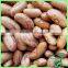 New Crop Pulses/Light Speckled Kidney Beans