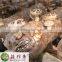 Free shipping premium shiitake champignon mushroom dried only cap spawn cultivation