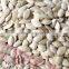 benefits of pumpkin seeds Wholesale snow white / shine skin pumpkin seeds competitive price