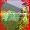  express gold color emergency blanket survival blanket