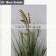 Natural green Papyrus scirpus validus potted onion grass