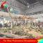 Exhibition equipment dinosaur skeleton replica
