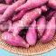 High quality fresh sweet potato from Vietnam