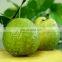 THE BEST SELLER FRESH GUAVA ORGANIC FROM VIET NAM