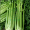 Boutique Ventura Celery Seeds      Celery Seeds Suppliers      Cheap Celery Seeds     Chinese Celery Seeds For Sale