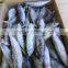 Frozen bonito fish ( Auxis thazard) for fish bait