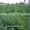 hot sale high yield forage seeds for sale