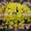 High quality latex orchid yellow phalaenopsis orchid
