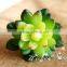 2016 new arrival fake succulents mini for wholesale
