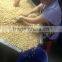 Vietnam nutritious cashew nuts SP best price export