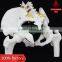 Model of pelvis with 4th and 5th lumbar vertebrea and femur heads                        
                                                Quality Choice