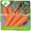Fresh bulk carrot from china