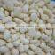 Factory of Frozen Peeled Garlic