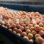 Grade A Egyptian Navel Orange