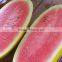 Hybrid F1 watermelon seeds golden yellow