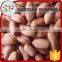 Wholesale peeled peanuts kernel