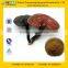 GMP Manufacturer Supply Reishi Mushroom Extract