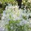 Creative home DIY decorative artificial silk babysbreath flower arranging accessories