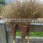 Bamboo Broom