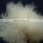 Factory wholesale Carded and Combed Cashmere Fibre White 15.5mic/36-38mm