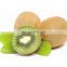 Natural Organic Kiwi Fruit Extract with Superior Quality