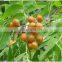 Natural soap nut from Vietnam