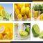 fruit slicer