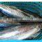 Frozen Pacific Mackerel