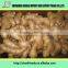 Hot Sale factory direct supply Fresh Ginger, chinese fresh ginger,organic