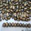 black melon seeds new crop