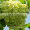 For New Year Decoration Wedding Bouquet Wholesale Natural White Hydrangea Bouquet From China