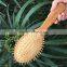 Bamboo hair straightening brush