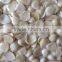 Supply Good quality Blanched apricot kernels Guangzhong type