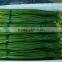 2015 new arrival hot sale fresh onion flowers from professional factory