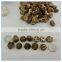 Mini Size Xianggu Mushroom Spawn, Organic Shiitake Mushroom Spawn