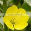 Pure100% Evening Primrose Oil care products