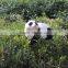Professional Design Cute Toy Panda Garden Ornament