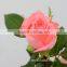 Natural Pink Rose Flowers/Fresh Cut Flowers Diana Rose For Wedding Decoration