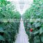 Agricultural Greenhouse/Garden Greenhouse Hydroponic Channels Set Hydroponic Growing Systems