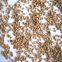 Factory price walnut shell sand 8-10# for filter material